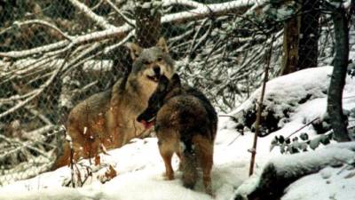 La cuestión de la extensión del lobo en Francia levanta suspicacias entre los ganaderos de algunas regiones. Foto: EFE