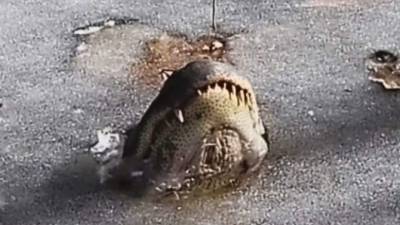 Un caimán logró sacar su nariz del río antes de congelarse por completo.