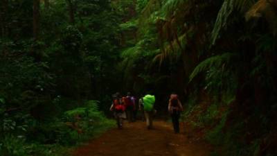 El Parque Nacional Cusuco ofrece una gran experiencia a los amantes del ecoturismo por su gran diversidad de animales, plantas y sus bellos paisajes.