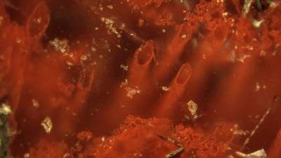 Esta imagen muestra los microfósiles de los primeros organismos vivos de la Tierra, hallados en antiguas fumarolas submarinas de cerca de 4.000 millones de años.