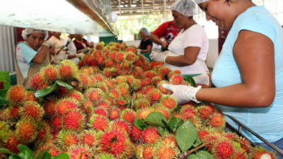 Cada año Honduras exporta unos $200 millones en productos a Canadá, según TFO Canadá.