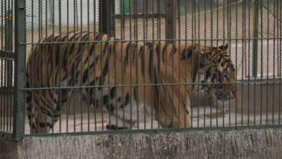 Tigre en el zoológico Joya Grande.