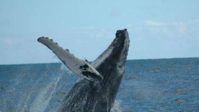 La enorme ballena de Groenlandia se encuentra en peligro de extinción.