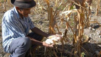 Los rigores climáticos han puesto en problemas a los productores.