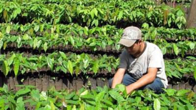 Un vivero de plantas de cacao asistido por la Fhia en la montaña Mico Quemado, Yoro.