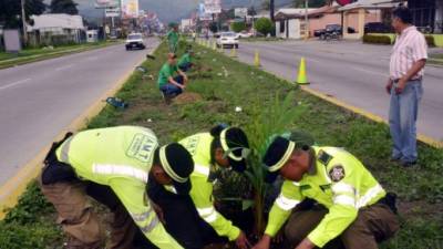 La actividad de reforestación fue masiva en tres puntos distintos de la ciudad.