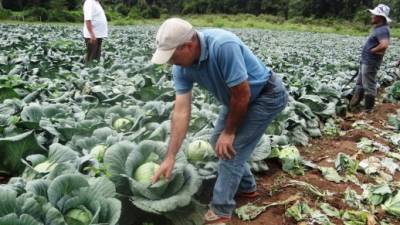 Productores revisan plantaciones de repollo en La Esperanza, Intibucá.