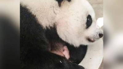 El panda gigante (Ailuropoda melanoleuca) es el único oso 'en peligro' de la lista roja de especies amenazadas de la Unión Internacional para la Conservación de la Naturaleza. Texto y foto de EFE.