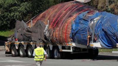 Se comenzó a preparar el operativo para rescatar el cadáver de la ballena, de 21.7 metros de longitud. EFE.