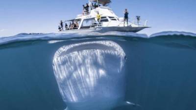 El tiburón ballena es el pez más grande del mundo. Foto: Facebook