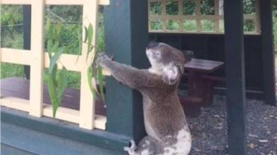 Imagen facilitada por el servicio de rescate de animales Koala Rescue Queensand Wildlife hoy, 11 de enero de 2018, que muestra un koala muerto atornillado a un poste en el parque Brooloo cerca de Gympie en Queensland, Australia, ayer. EFE