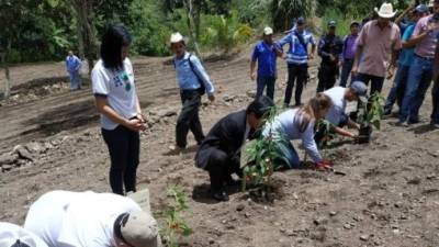 El programa promovido por el gobierno hondureño y un consorcio taiwanés beneficia a pequeños productores de las zonas rurales.