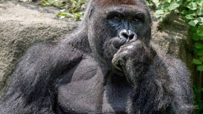 La muerte del gorila Harambe ha estado en el debate. Foto Robert Streithorst.