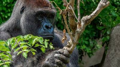 Robert Streithors compartió en Facebook diversas fotos del gorila Haramber quien fue abatido para salvar a un niño que cayó en su guarida. Fotos:Robert Streithors