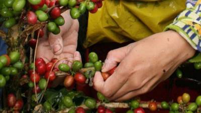 En la cosecha actual el precio del quintal de café alcanzó un promedio de 123,37 dólares, mientras que en el mismo período de la cosecha 2016-2017 se cotizó a 145,94 dólares, lo que supone una reducción del 16 por ciento, agregó la fuente. EFE/Archivo