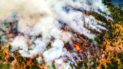 En marzo pasado, el fuego arrasó unas 64,000 hectáreas, lo que equivale a que se perdió un área de bosque equivalente a 89,600 estadios como el Olímpico.