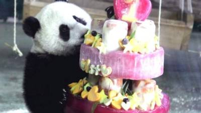 La panda más famosa de Taiwán celebra su primer cumpleaños comiendo un pastel de frutas helado.