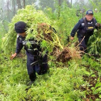 En El Paraíso decomisan 5,000 plantas de marihuana