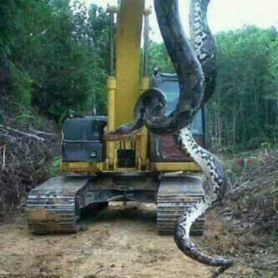 La enorme serpiente hallada en el Atlántico de Honduras es un montaje