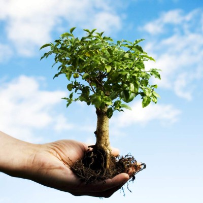 Honduras celebra hoy el Día del Árbol