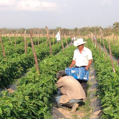 En 60% debe incrementar la producción de granos