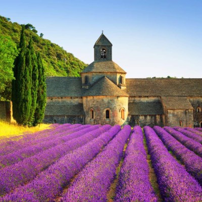 Abbey of Senanque and blooming rows lavender flowers on sunset. Gordes, Luberon, Vaucluse, Provence, France, Europe.