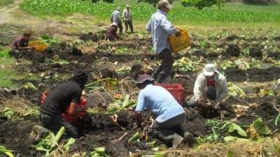Más de 250 empleos ha generado el cultivo de malanga blanca y se espera que la cifra aumenta cuando se siembre en Atlántida, Colón y Choluteca.