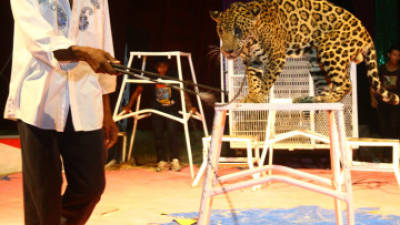 Es el único domador que hace un espectáculo con jaguares fuera de jaula.