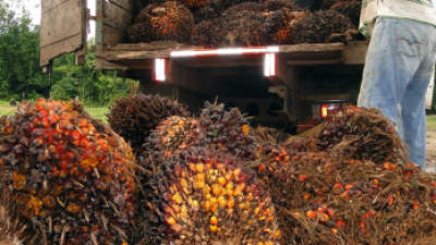 La producción de palma genera jugosas divisas al país con la exportación de aceite.