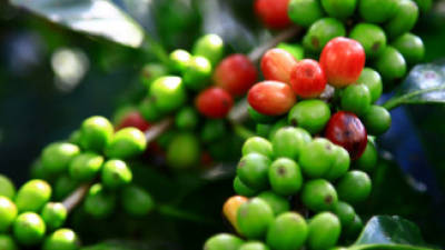 Al 6 de enero de 2014, Honduras había exportado 630 mil quintales de café.