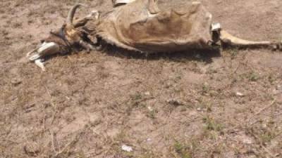 Productores de Olancho y El Paraíso han reportado la muerte de más de 1,000 cabezas de ganado.