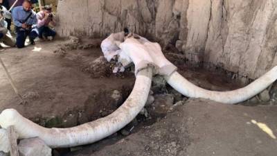 El INAH de México reveló este miércoles los hallazgos de los restos de Mamut en el centro del país./Twitter.