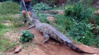 Estando cerca de un cocodrilo, Watson empezó a molestarlo con un palo.