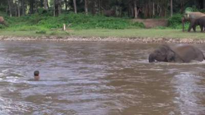 El bebé elefante se arrojó al río para salvar a su cuidador.