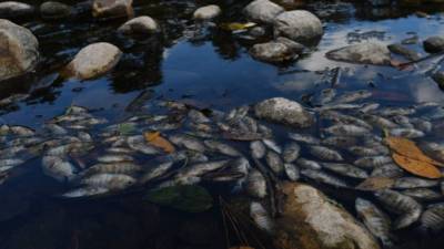Peces muertos flotan en las aguas contaminadas del río Lempa en el pueblo de Piñuelas, a 430 km al oeste de Tegucigalpa, el 20 de enero de 2018.