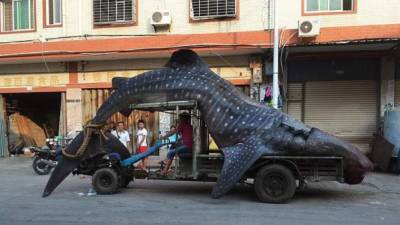 Pretendían venderlo al mejor postor en el mercado mayorista, hacia donde se dirigían en un tractor que les sirvió de improvisado vehículo.