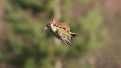 La imagen del pájaro carpintero y la comadreja ha causado sensación en Internet.