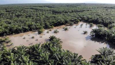 A casi un mes de las inundaciones de Eta y Iota, muchas fincas de palma siguen afectadas. Foto: Moisés Valenzuela.