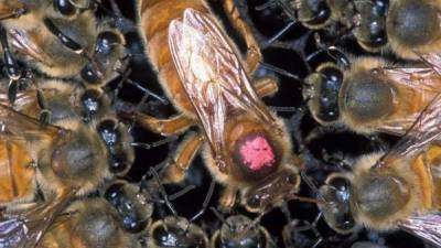 Las abejas africanizadas son las más peligrosas del planeta.