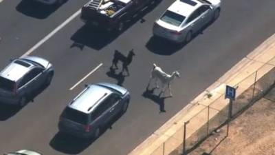 La persecución fue de lo más emocionante. Carros, helicópteros y un buen número de agentes perseguieron a las llamas por una de las autopistas de Phoenix.