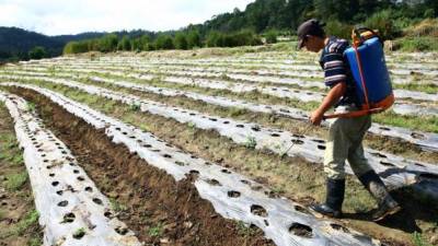 Conozca los salarios mínimos para la agricultura, ganadería, caza y pesca