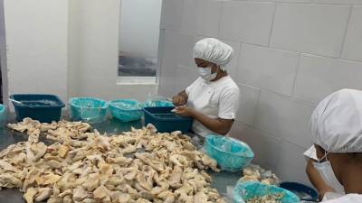 Honduras obtiene millonarias divisas por las más de 800 mil libras de caracol que se exportan por temporada desde el litoral atlántico.