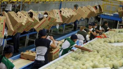 Trabajadores de una melonera ubicada en Choluteca, una de las zonas de mayor producción de esta fruta.