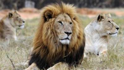 El león asiático es una especie amenazada en la India, el país cuenta con una población de unos 500 ejemplares. Imagen referencial de archivo.