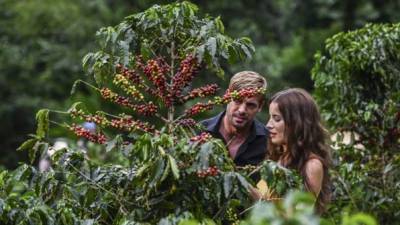 El actor cubano William Levy y la actriz colombiana Laura Londono realizan una escena durante la producción de una nueva versión de la telenovela colombiana 'Café con aroma de mujer'. FOTO: AFP.