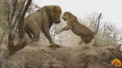 Momentos en que el león sorprende al leopardo, que reaccionó rápidamente. Captura de video.