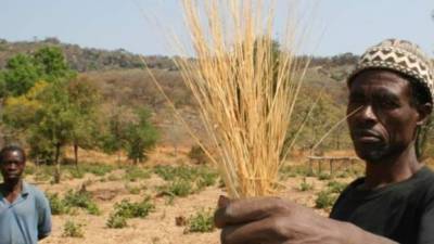 Senegal es uno de los países que más dificultades enfrenta para cultivar maiz.