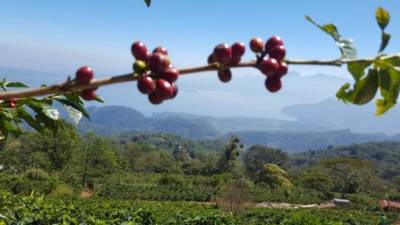 Los cafés especiales de la montaña de Santa Bárbara son reconocidos por su gran calidad.