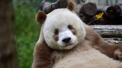 Qizai es un tierno oso panda color marrón de siete años. Fotos: boredpanda.com