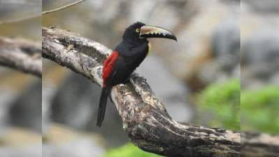 El Festival de Aves del Caribe Hondureño 2019 es coordinado por la Asociación Pro Comunidades Turísticas de Honduras (Larecoturh) con apoyo de otras instituciones.